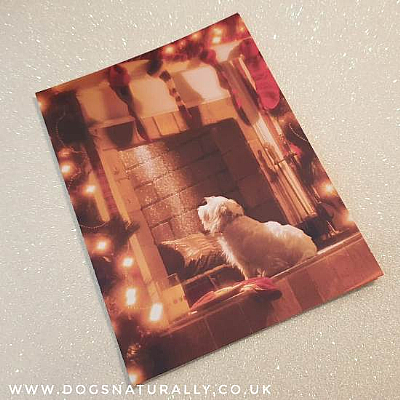 Expect Miracles Westie Christmas Card